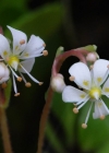 Einzelbild 4 Keilblättriger Steinbrech - Saxifraga cuneifolia