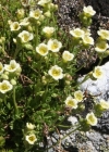 Einzelbild 2 Gefurchter Steinbrech - Saxifraga exarata subsp. exarata