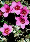 Einzelbild 2 Gegenblättriger Steinbrech - Saxifraga oppositifolia