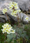 Einzelbild 2 Trauben-Steinbrech - Saxifraga paniculata