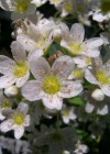 Einzelbild 3 Trauben-Steinbrech - Saxifraga paniculata