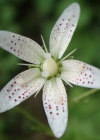 Einzelbild 2 Rundblättriger Steinbrech - Saxifraga rotundifolia
