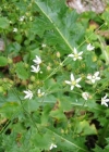 Einzelbild 3 Rundblättriger Steinbrech - Saxifraga rotundifolia