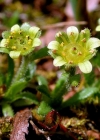 Einzelbild 3 Séguiers Steinbrech - Saxifraga seguieri