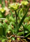 Einzelbild 4 Séguiers Steinbrech - Saxifraga seguieri