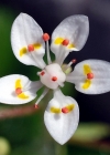 Einzelbild 3 Sternblütiger Steinbrech - Saxifraga stellaris