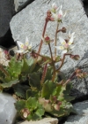Einzelbild 4 Sternblütiger Steinbrech - Saxifraga stellaris
