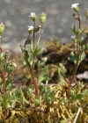 Einzelbild 4 Dreifingeriger Steinbrech - Saxifraga tridactylites