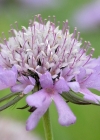 Einzelbild 2 Tauben-Skabiose - Scabiosa columbaria