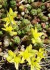 Einzelbild 2 Scharfer Mauerpfeffer - Sedum acre