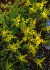 Einzelbild 3 Scharfer Mauerpfeffer - Sedum acre