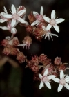Einzelbild 3 Weisser Mauerpfeffer - Sedum album