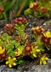 Einzelbild 2 Alpen-Mauerpfeffer - Sedum alpestre