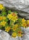 Einzelbild 1 Alpen-Mauerpfeffer - Sedum alpestre