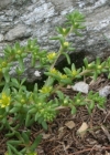 Einzelbild 1 Einjähriger Mauerpfeffer - Sedum annuum