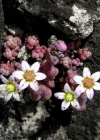 Einzelbild 3 Dickblättriger Mauerpfeffer - Sedum dasyphyllum