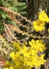 Einzelbild 1 Gewöhnlicher Felsen-Mauerpfeffer - Sedum rupestre
