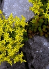 Einzelbild 2 Milder Mauerpfeffer - Sedum sexangulare