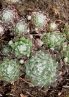 Einzelbild 4 Spinnweb-Hauswurz - Sempervivum arachnoideum