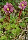 Einzelbild 2 Berg-Hauswurz - Sempervivum montanum