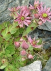 Einzelbild 1 Berg-Hauswurz - Sempervivum montanum