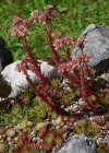 Einzelbild 1 Dach-Hauswurz - Sempervivum tectorum