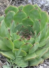 Einzelbild 4 Dach-Hauswurz - Sempervivum tectorum