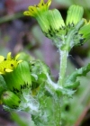 Einzelbild 4 Gemeines Greiskraut - Senecio vulgaris