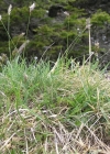 Einzelbild 1 Kalk-Blaugras - Sesleria caerulea