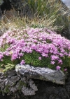 Einzelbild 2 Silikat-Polsternelke - Silene exscapa