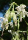 Einzelbild 4 Nickendes Leimkraut - Silene nutans