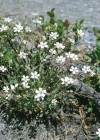 Einzelbild 2 Felsen-Leimkraut - Silene rupestris