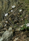 Einzelbild 4 Felsen-Leimkraut - Silene rupestris