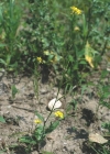 Einzelbild 2 Acker-Senf - Sinapis arvensis