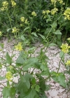 Einzelbild 3 Acker-Senf - Sinapis arvensis
