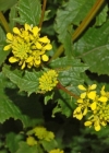 Einzelbild 1 Acker-Senf - Sinapis arvensis