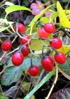 Einzelbild 3 Bittersüsser Nachtschatten - Solanum dulcamara