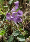 Einzelbild 3 Grosses Alpenglöckchen - Soldanella alpina
