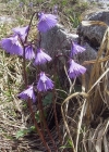 Einzelbild 4 Grosses Alpenglöckchen - Soldanella alpina