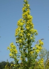 Einzelbild 3 Echte Goldrute - Solidago virgaurea