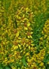 Einzelbild 4 Echte Goldrute - Solidago virgaurea