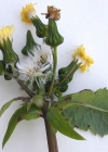 Einzelbild 3 Kohl-Gänsedistel - Sonchus oleraceus