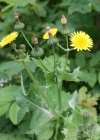 Einzelbild 4 Kohl-Gänsedistel - Sonchus oleraceus