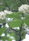 Einzelbild 1 Echter Mehlbeerbaum - Sorbus aria