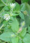 Einzelbild 4 Gewöhnliche Vogelmiere - Stellaria media