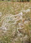 Einzelbild 3 Federgras - Stipa pennata aggr.