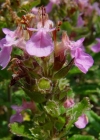 Einzelbild 3 Edel-Gamander - Teucrium chamaedrys