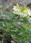 Einzelbild 2 Berg-Gamander - Teucrium montanum
