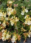 Einzelbild 3 Berg-Gamander - Teucrium montanum