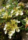 Einzelbild 4 Berg-Gamander - Teucrium montanum